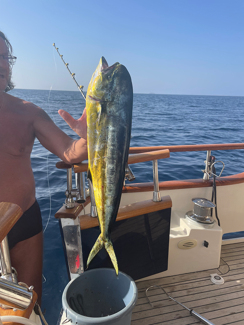 mahi mahi fisch in kroatien gefangen